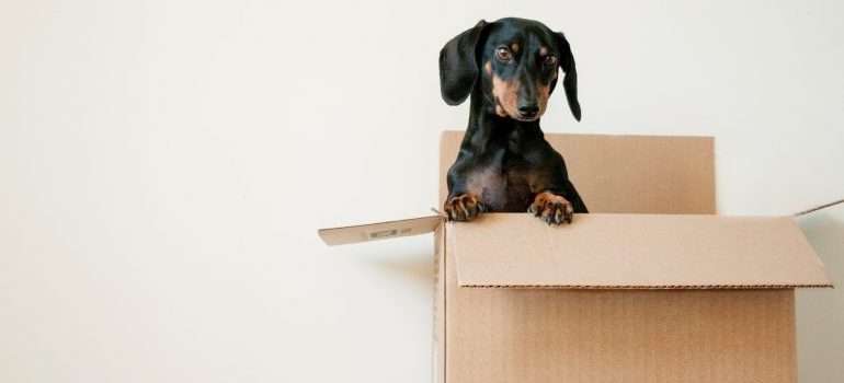 Black puppy in a box