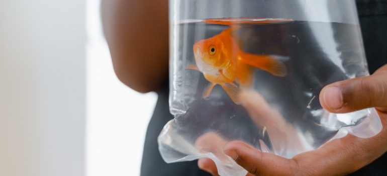 gold fish in a plastic bag