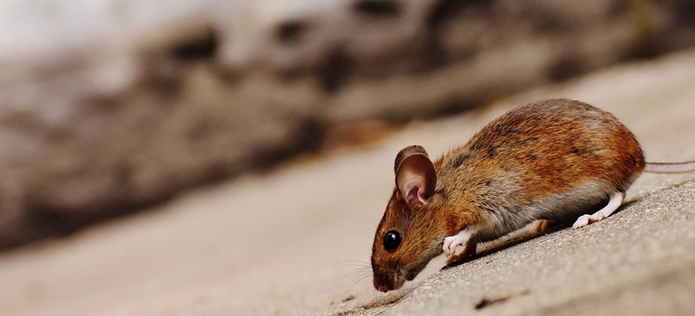Brown rat