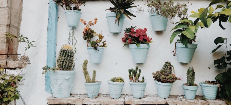 Plants and cacti on a wall