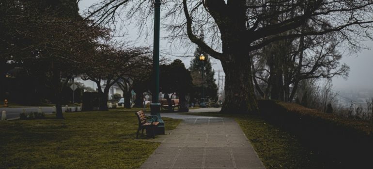 A bench on a sidewalk next to a tree on early waterfront morning in Everett WA