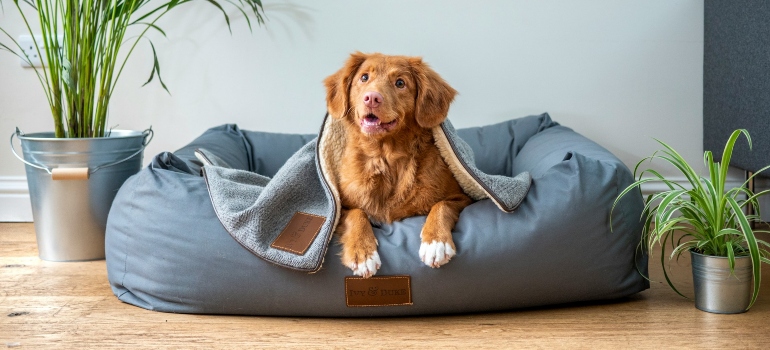 brown short coated dog on gray couch shows how to keep pets' toys and supplies organized