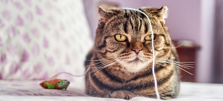 A brown tabby kitten on a bed