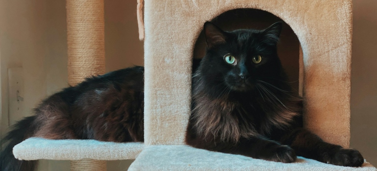 Black cat on a cat tree